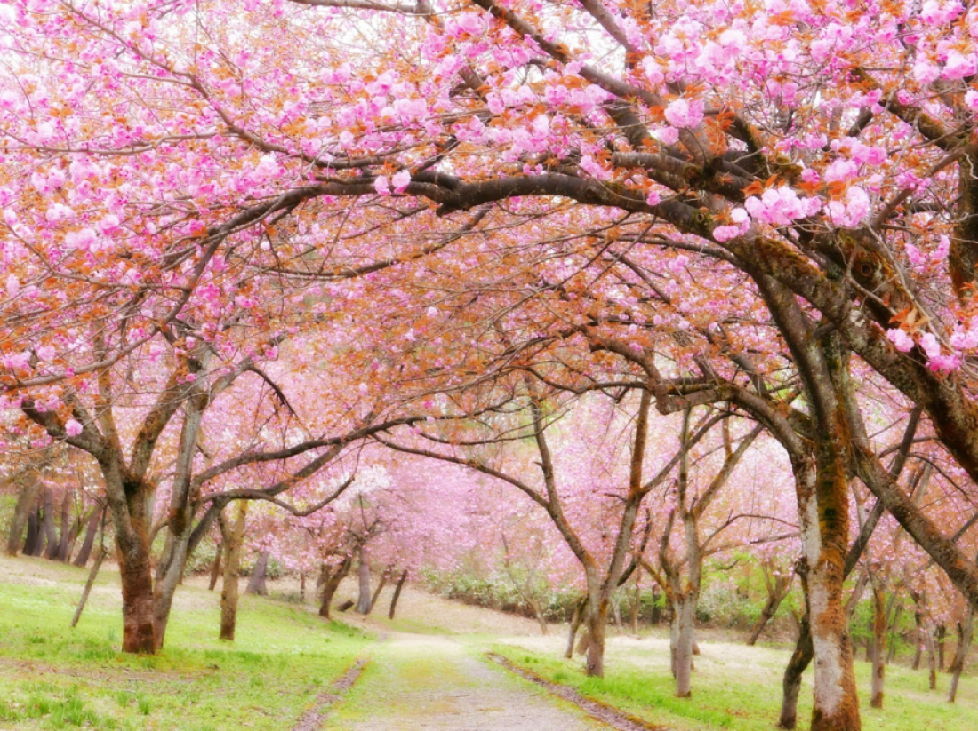 cherry blossom trees over a path in the grass